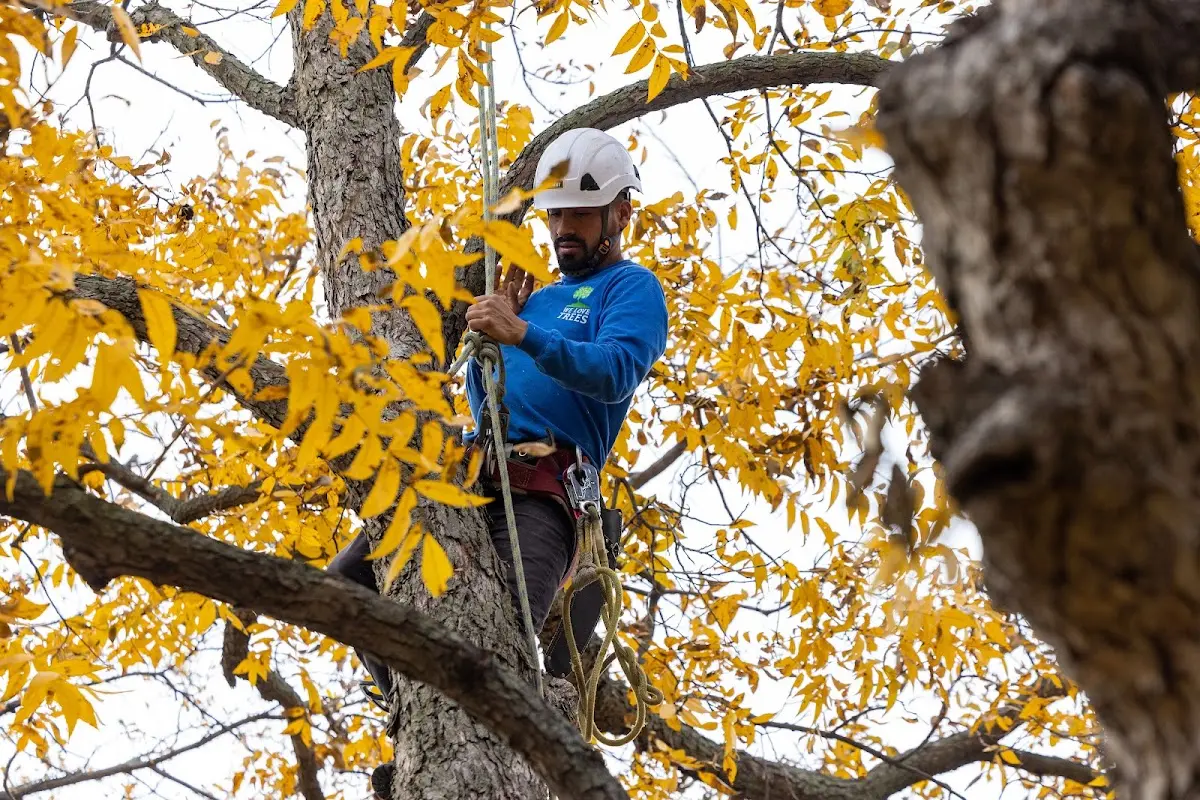 Skilled Tree Planing crew working in Welaka