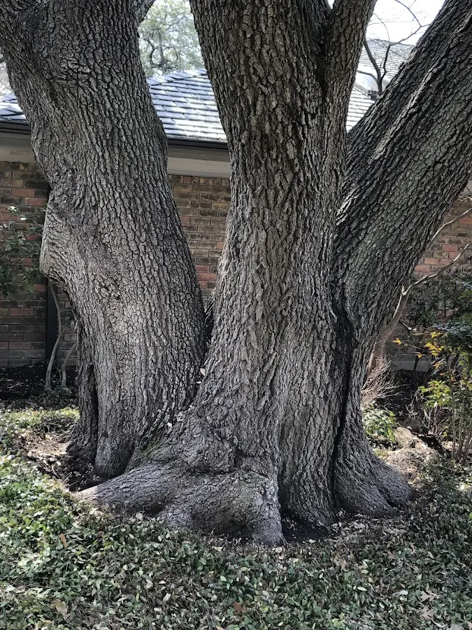 Mature heritage tree close to a Welaka property cared for by certified arborists